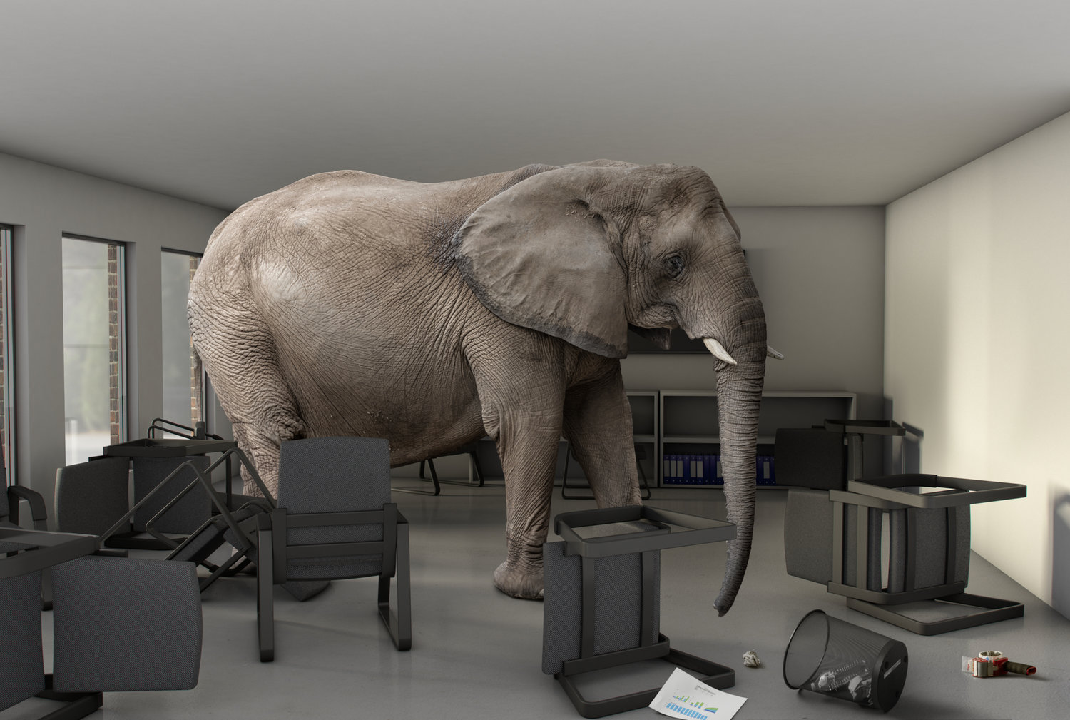 Image result for elephant in the room