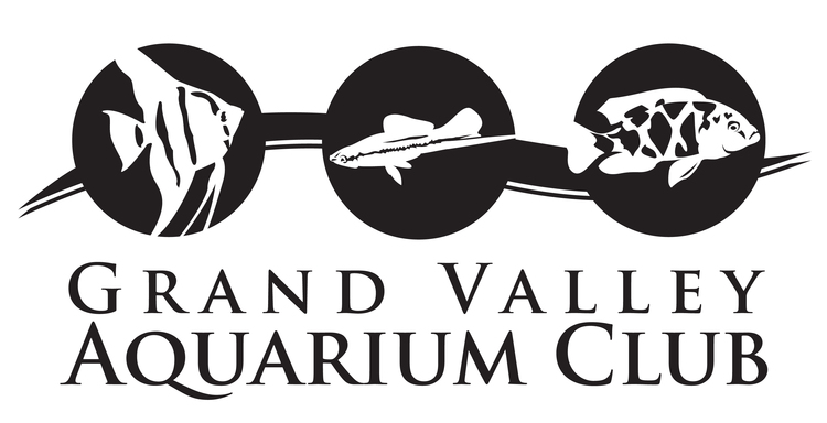 Grand Valley Aquarium Club