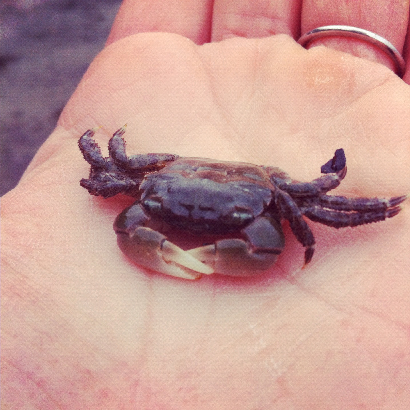 baby_dungeness_crab