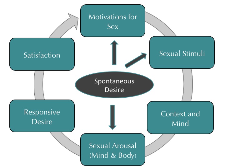The Sexual Response Cycle And Why It Matters Sex Therapy Counselling