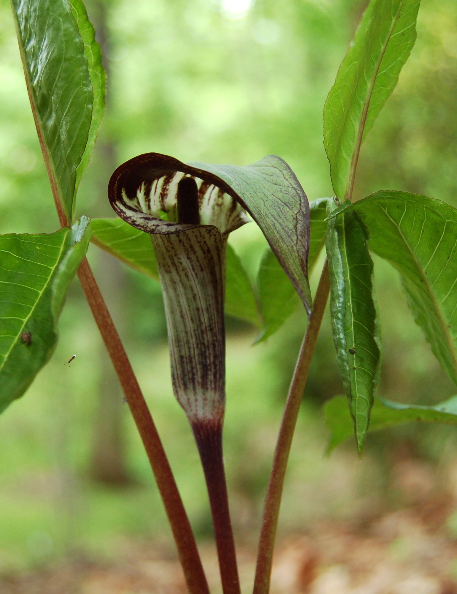 Jack In The Pulpit Oceana Conservation District
