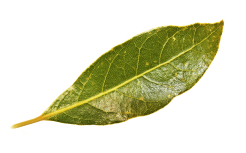 Bay_leaf