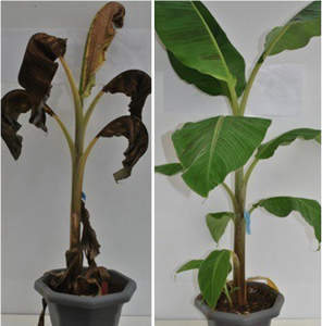 On the left, a normal banana plant infected with Xanthomonas, on the right, an infected plant that expresses Xa21 and is resistant.