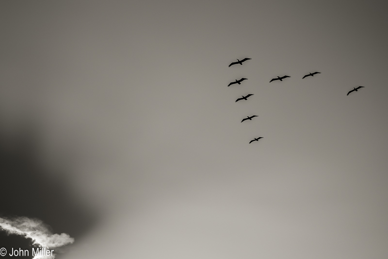 JohnMillerPhotography-Pelicans and Cloud-2014