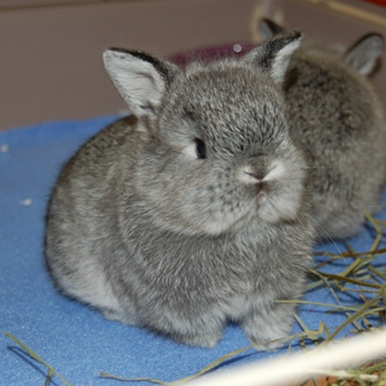 The Best (and Worst) Cage Flooring for Your Rabbit — Hickory Ridge Hollands