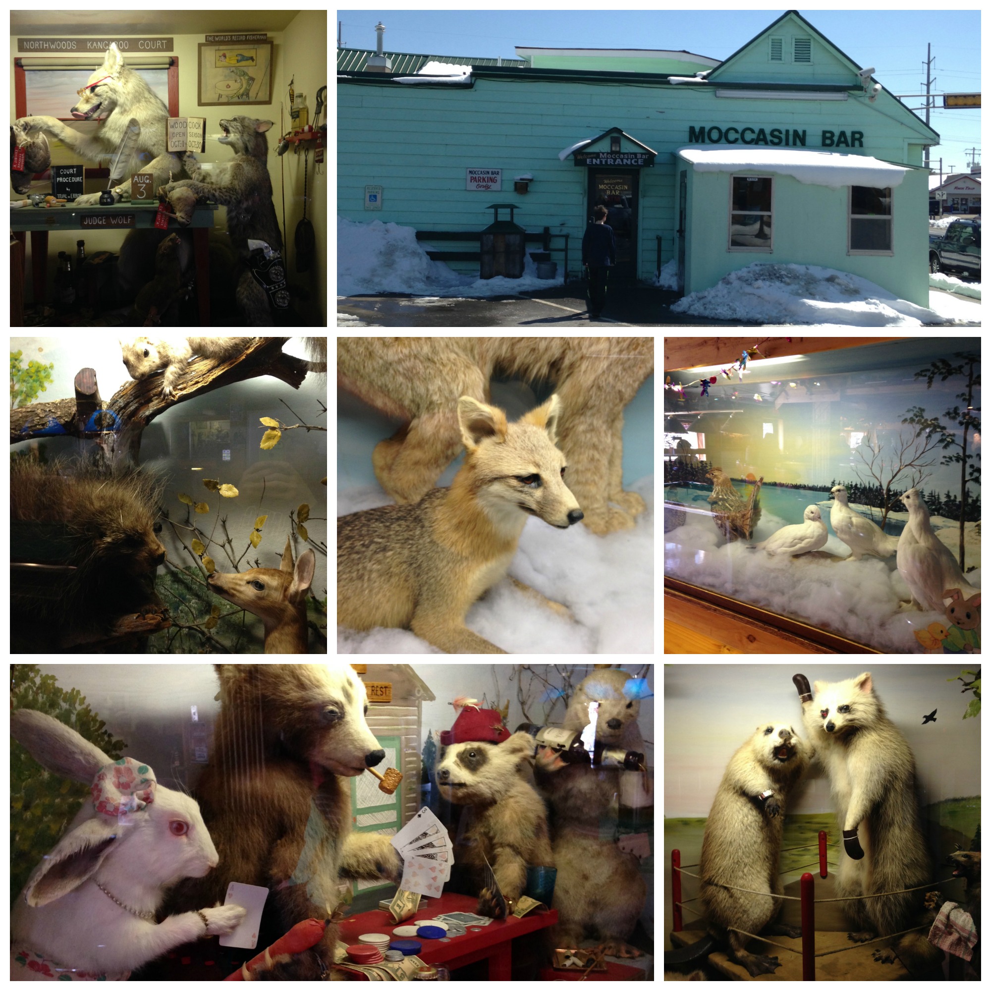 taxidermycollage