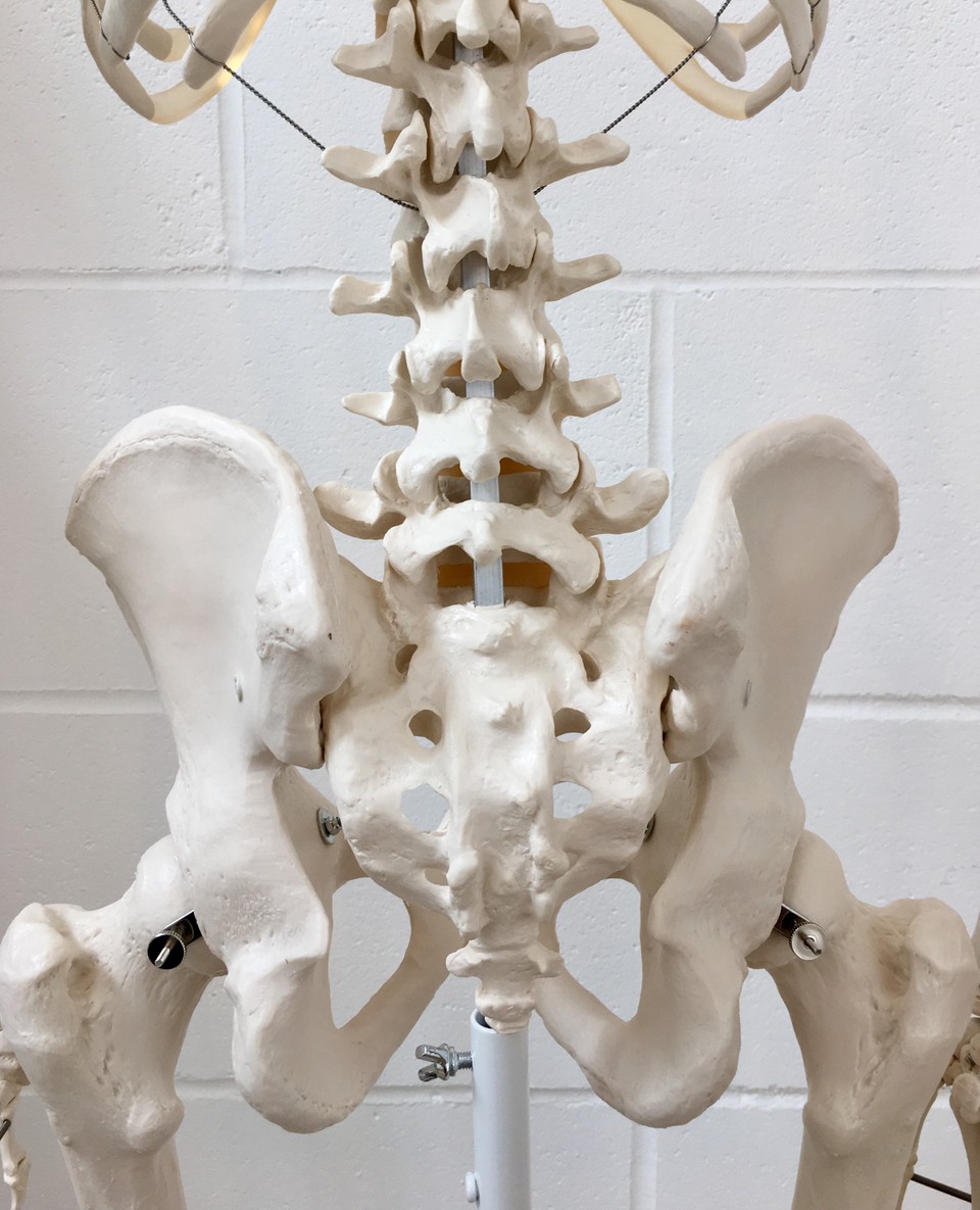 4 Essential Facts about the Pelvis — Fix London