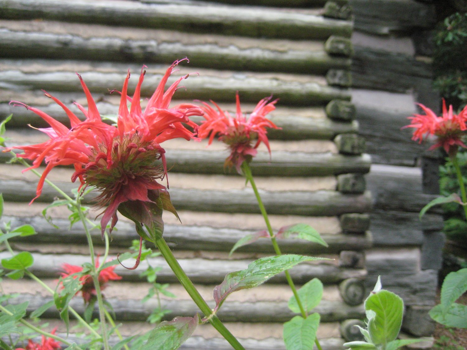 Some Known Details About What Is Bee Balm 
