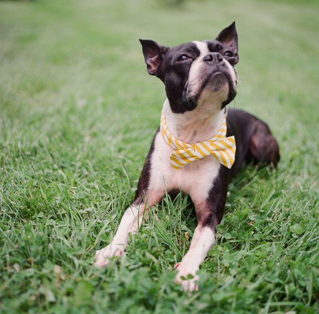 Boston Terrier wearing a tie at a wedding