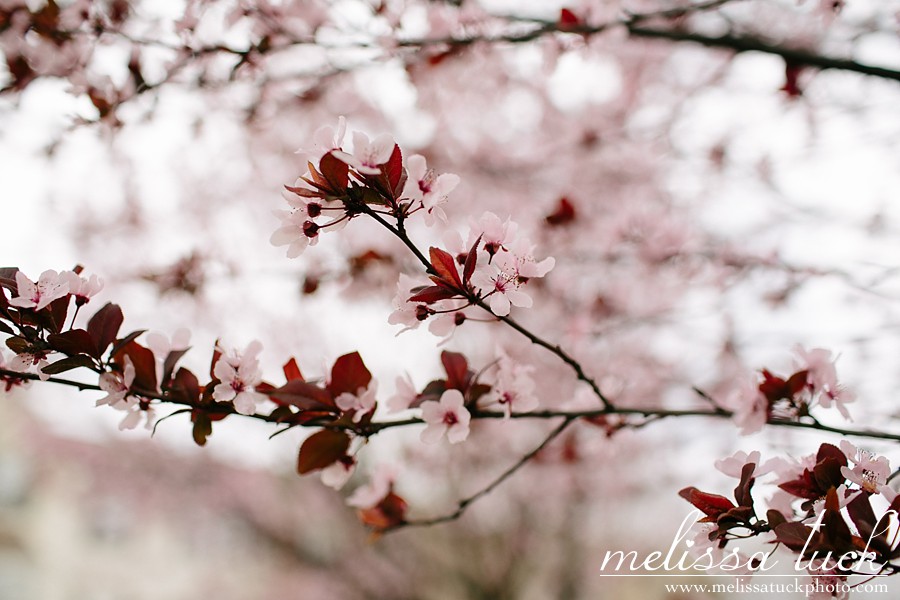 Washington-DC-cherry-blossoms-2014_0010