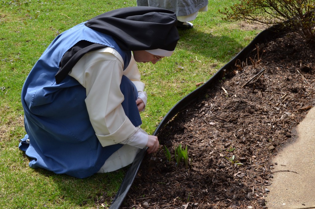 Sr. Mary Veronica checks on last year's Easter tulips in her garden. They came up!