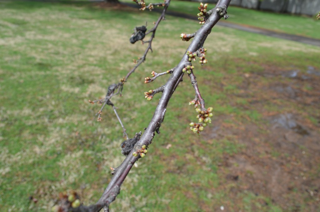 Finally the plum tree begins to bud. Spring is very late this year!