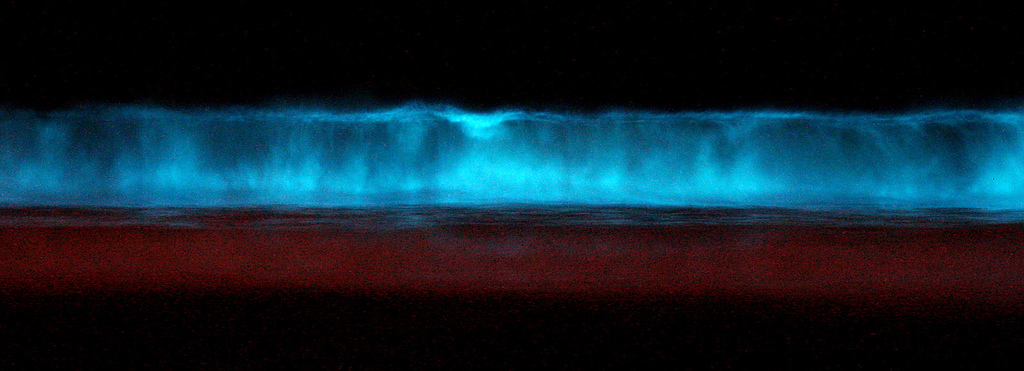 Red_tide_bioluminescence_at_midnight