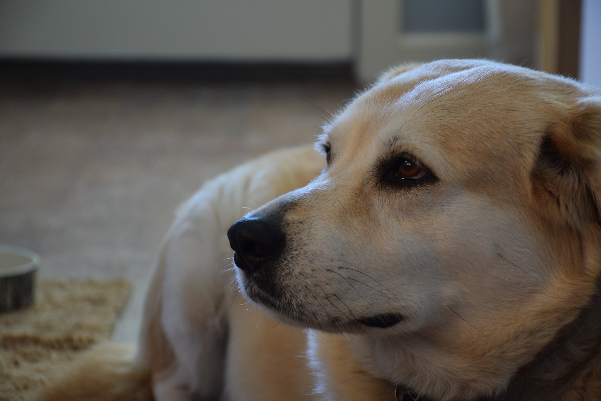 photo by emily reeves dean of yellow lab mix named blanche