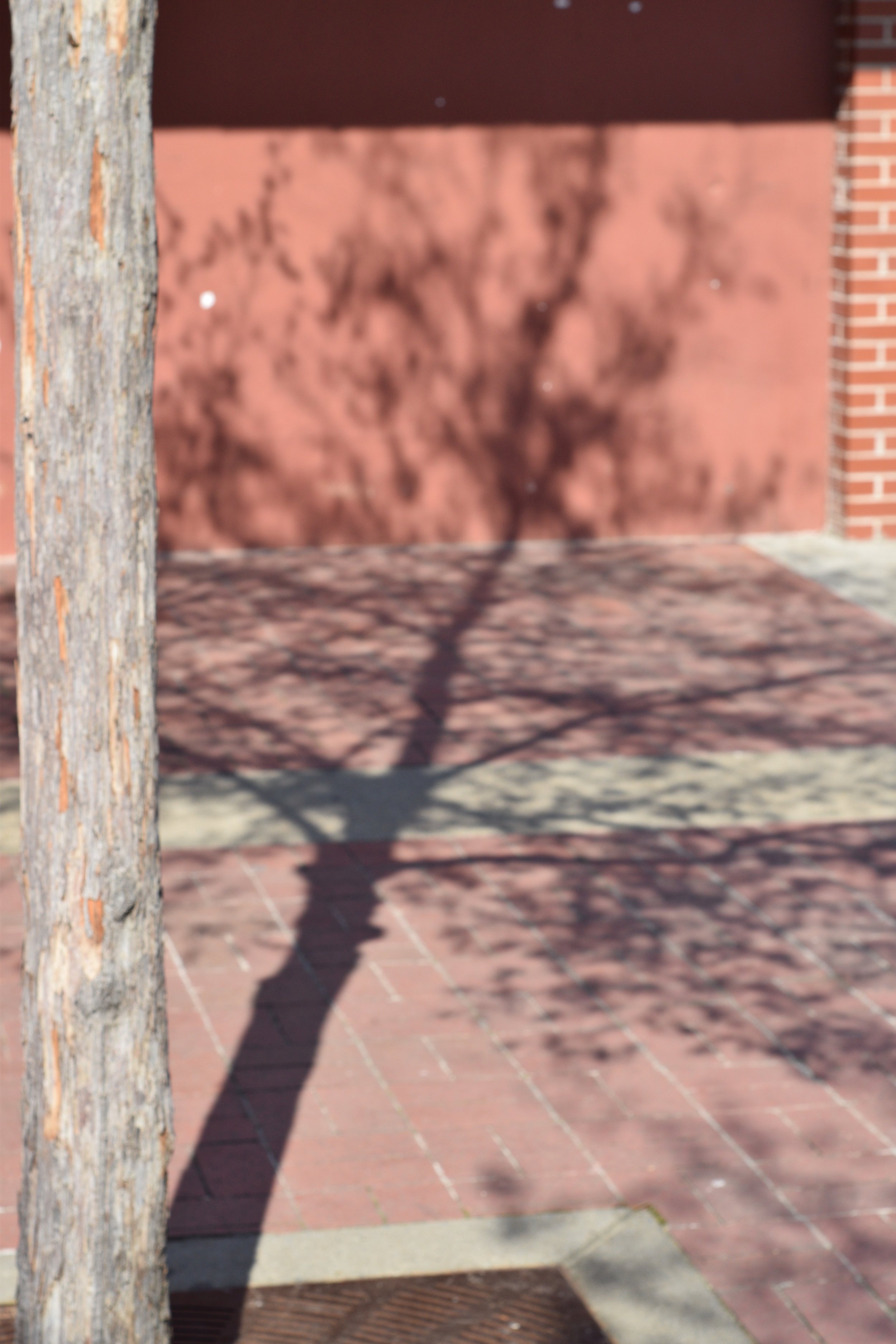 photo by emily reeves dean of a tree and its shadow in little rock river market