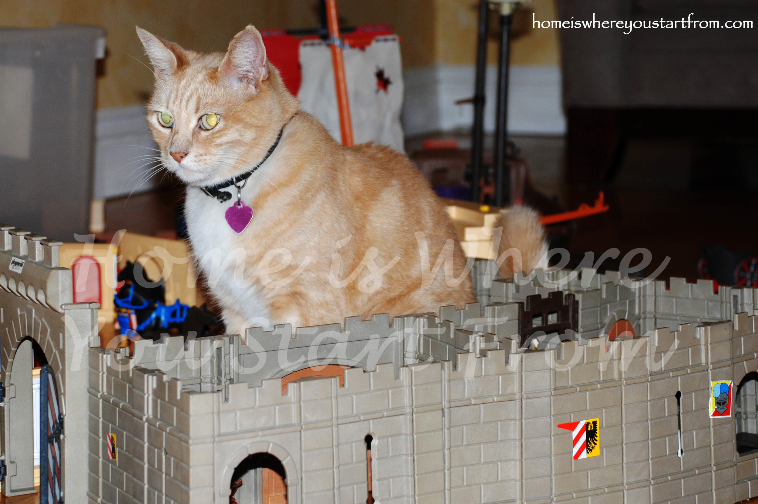 A Cat's Kingdom
