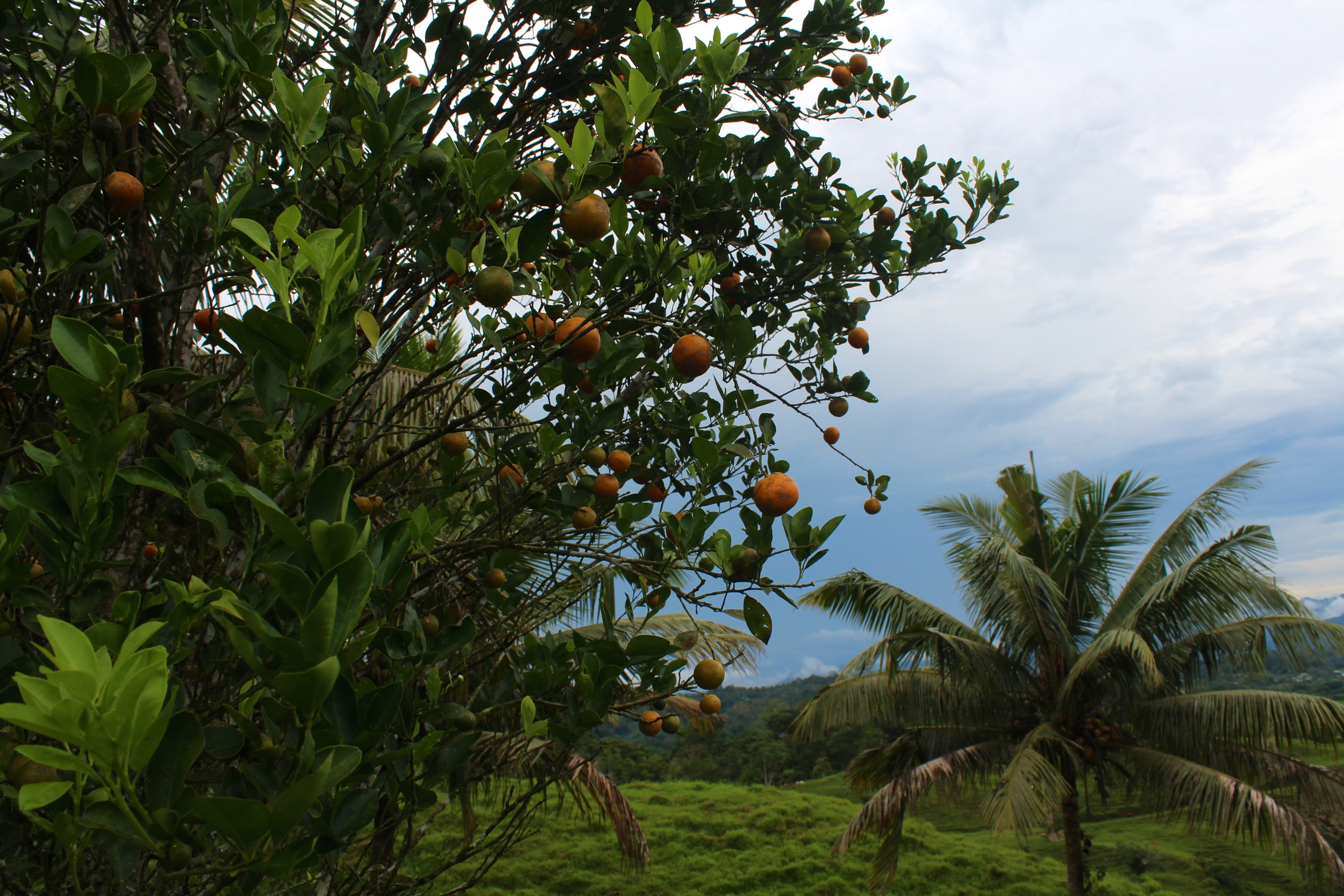kumquat tree