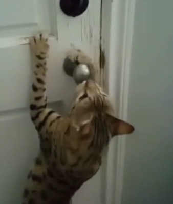 Image result for cat loves door knob
