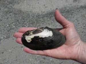 freshwater mussel PDE
