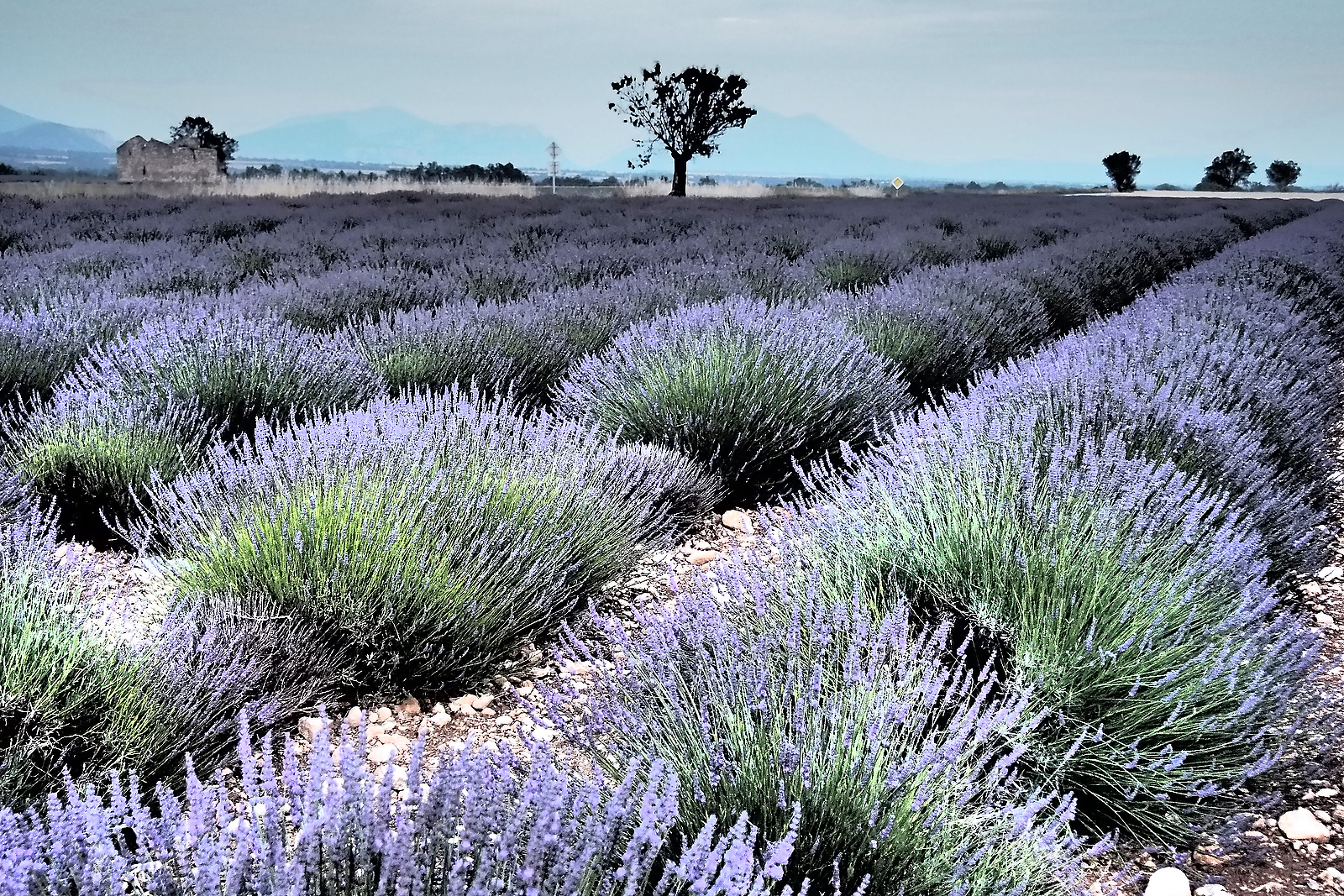 Lavender fields - we must be in Provence.