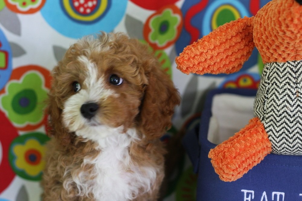 cavapoo f1 puppies for sale