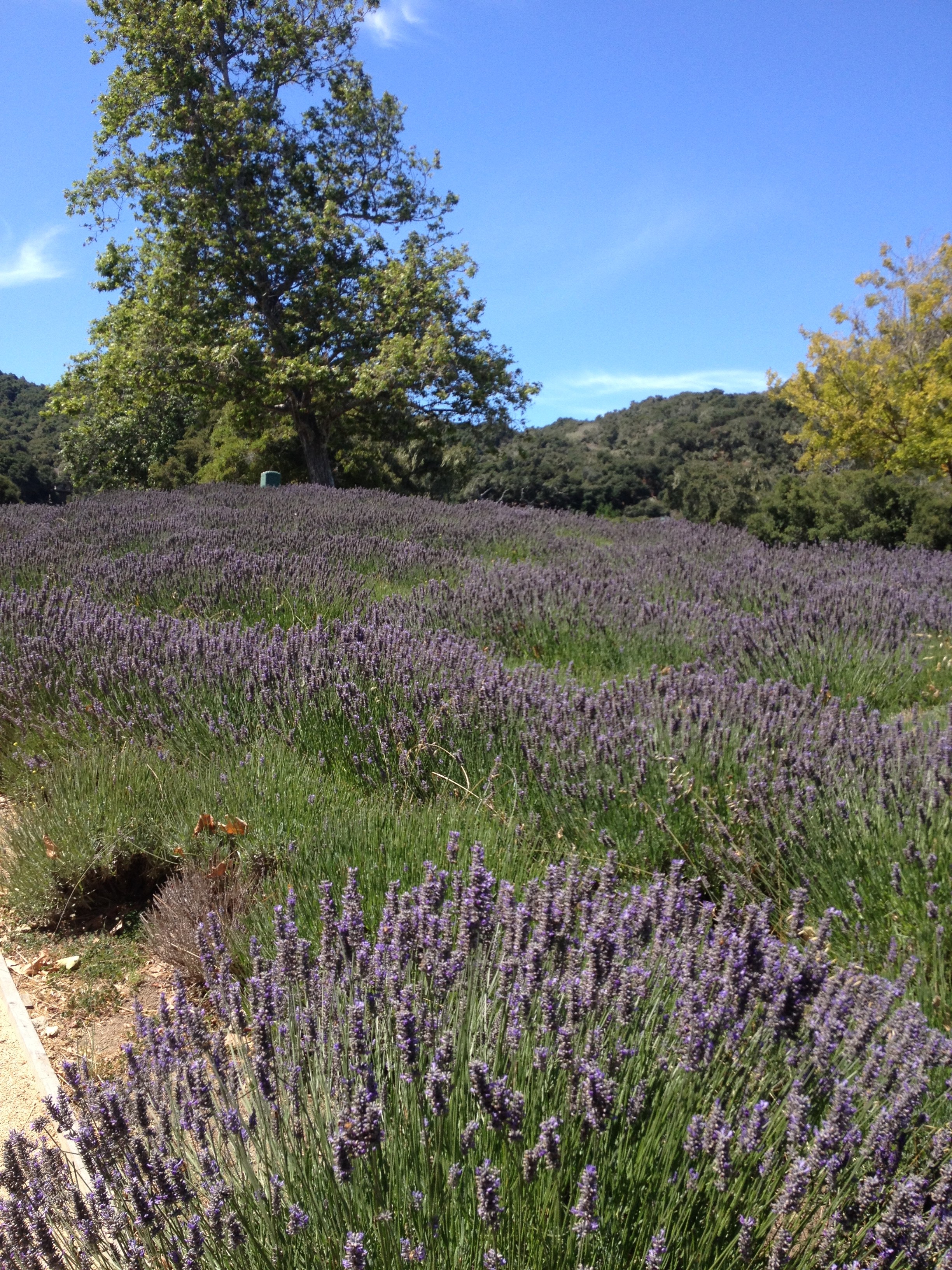 lavendar fields