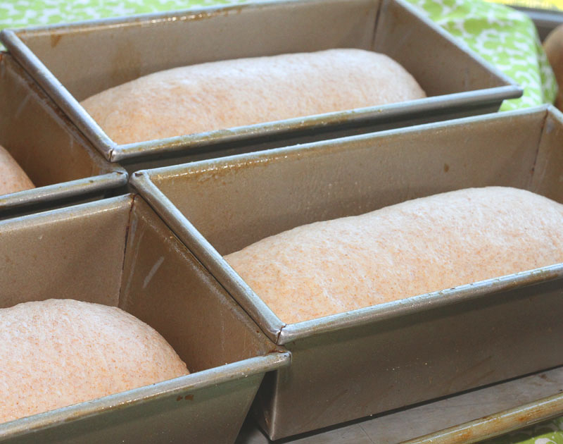 bread-in-pans-7
