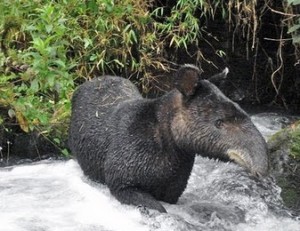 The mountain tapir is one of the many animals that will benefit from the additional acreage of conserved lands.