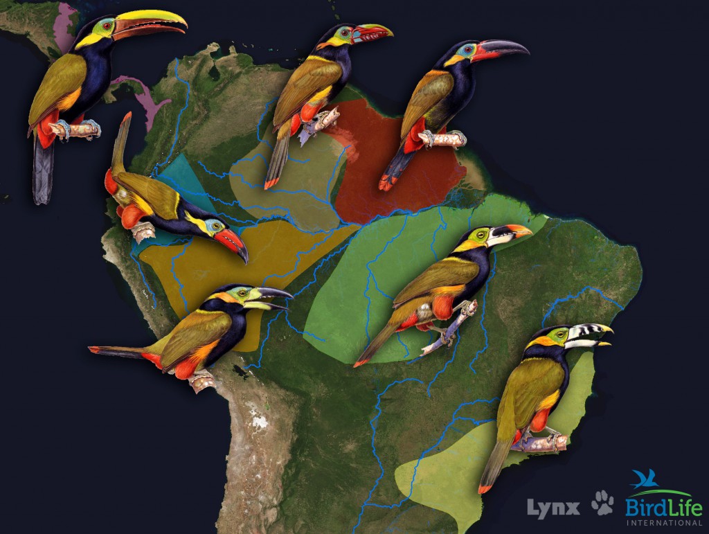 The geographic distributions of species in a lineage of rain forest toucanets are delineated by rivers, mountains, and dry habitats. Bird images courtesy Lynx Edicions (Handbook of the Birds of the World), Barcelona