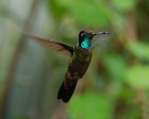 Carol Foil - Flickr.com Magnificent Hummingbird (Eugenes fulgens)