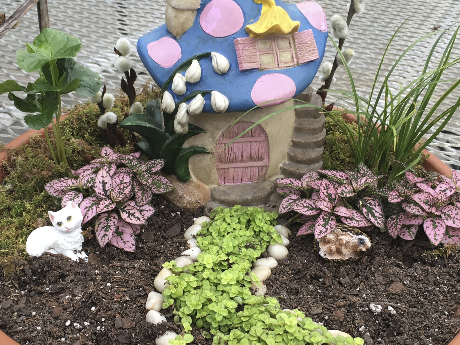 A Step By Step Guide To Making A Fairy Garden Stanley S Greenhouse