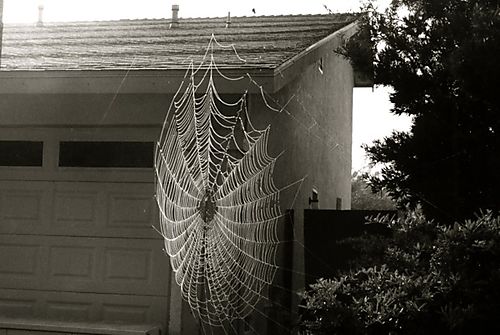 Spider web044