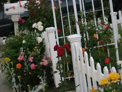 Flowers & fence