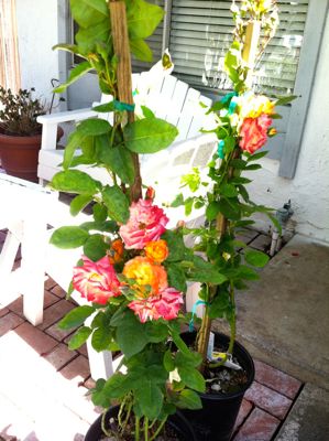 Pinata roses