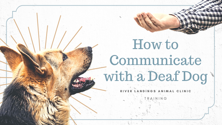 How to Communicate with a Deaf Dog — River Landings Animal Clinic in Bradenton, Florida