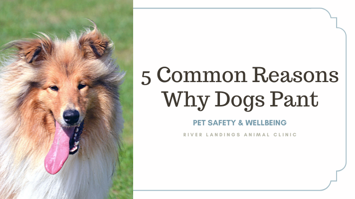 5 Common Reasons Why Dogs Pant — River Landings Animal Clinic in Bradenton,  Florida