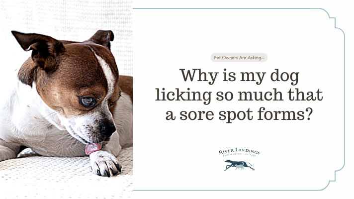 Why is my dog licking so much that a sore spot forms? — River Landings  Animal Clinic in Bradenton, Florida