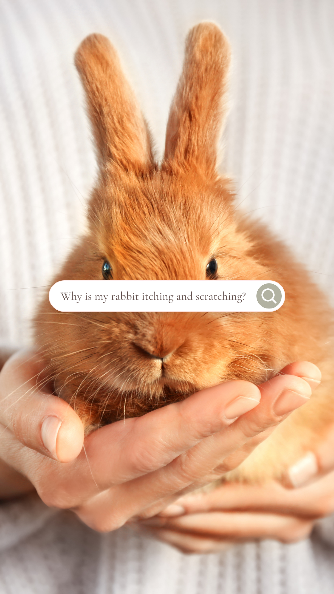 What to do if your pet rabbit is itching and scratching — River Landings  Animal Clinic in Bradenton, Florida