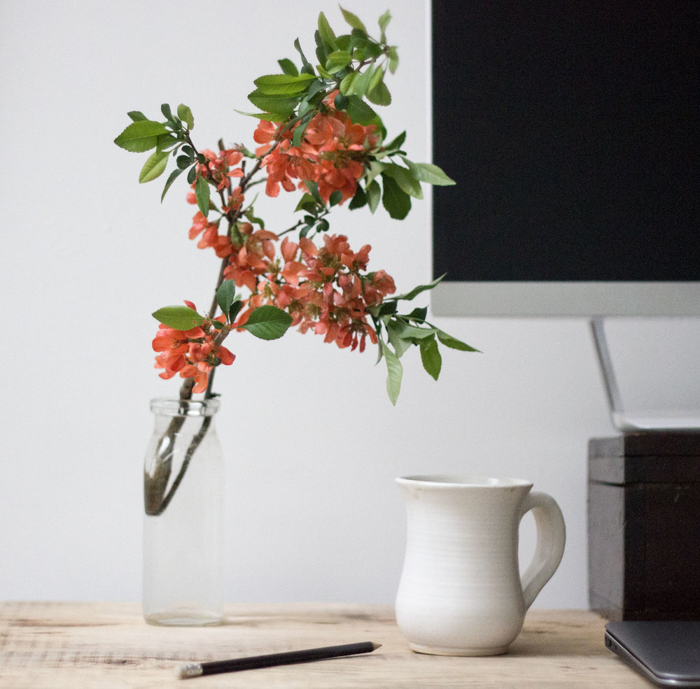 Japanese Yew as desk decor - how to bring nature inside to decorate
