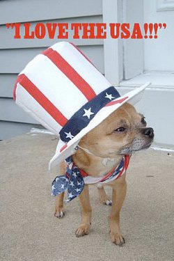 Image result for happy 4th of july pets