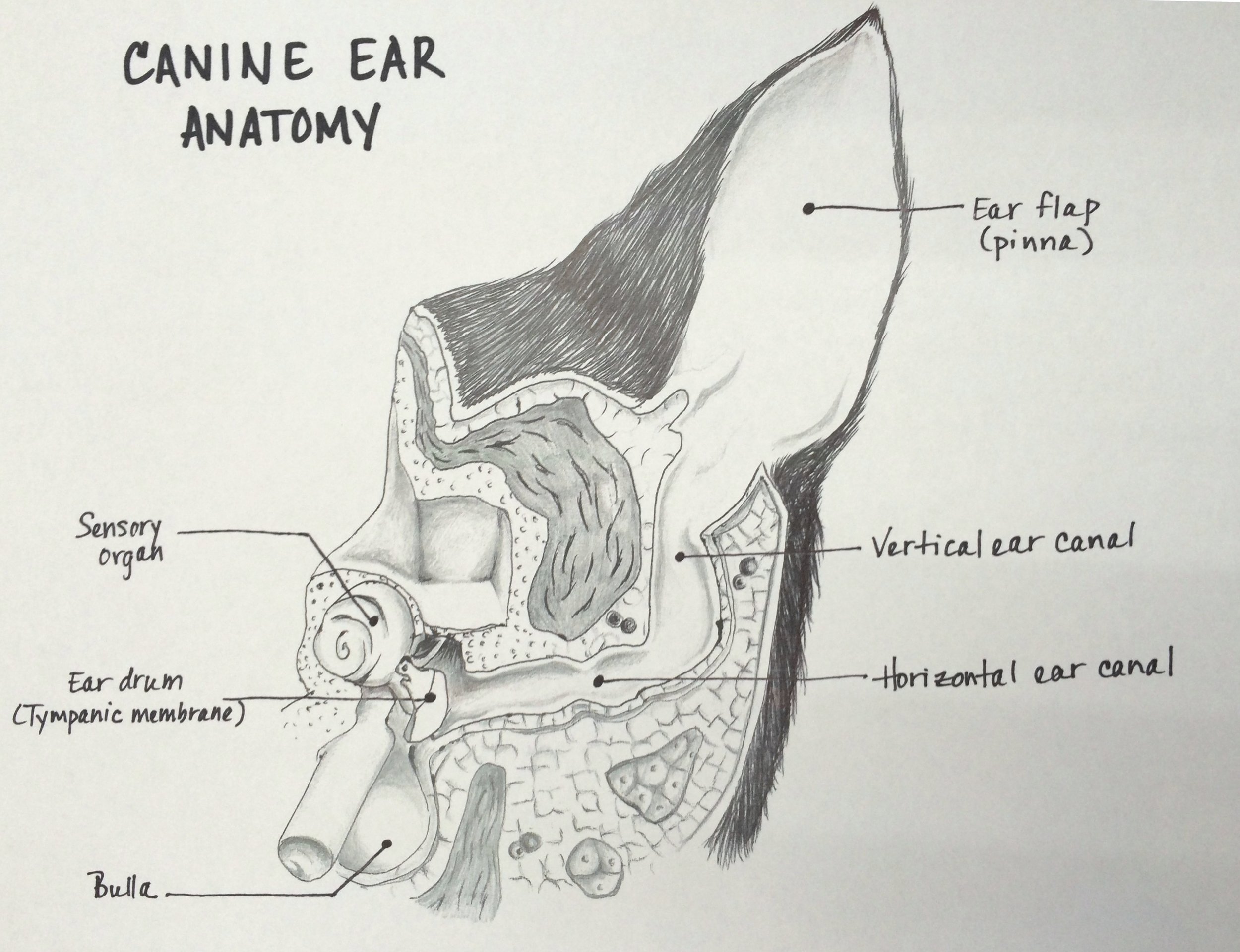 Chronic Ear Infections and Total Ear Canal Ablation — Veterinary