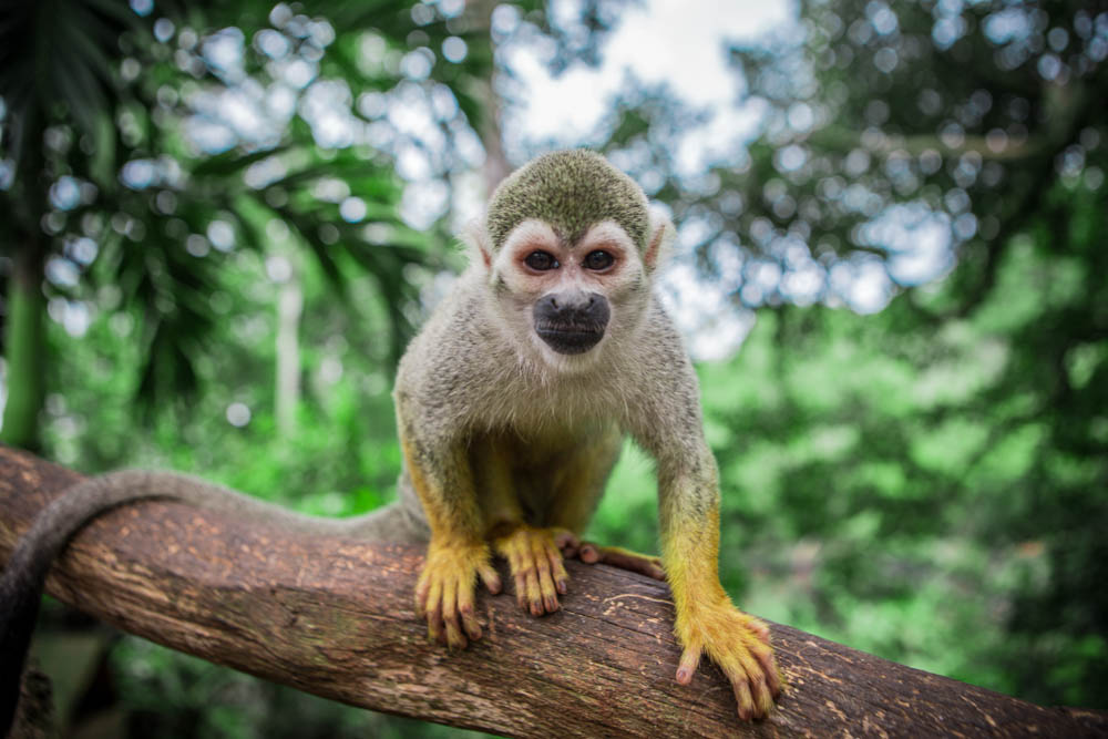 Dominican Republic Monkey Jungle by Atif Ateeq-2