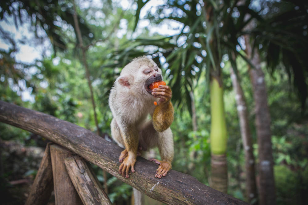 Dominican Republic Monkey Jungle by Atif Ateeq-4