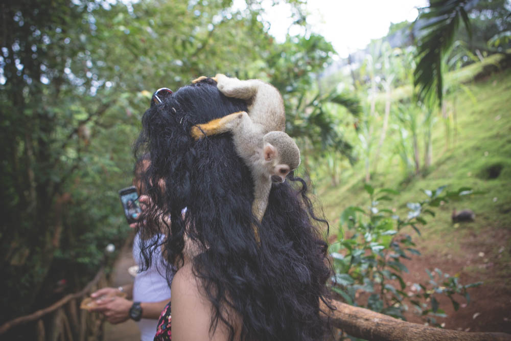 Dominican Republic Monkey Jungle by Atif Ateeq-7