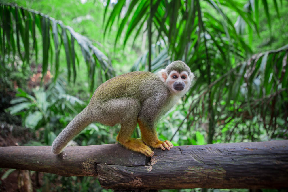 Dominican Republic Monkey Jungle by Atif Ateeq-8