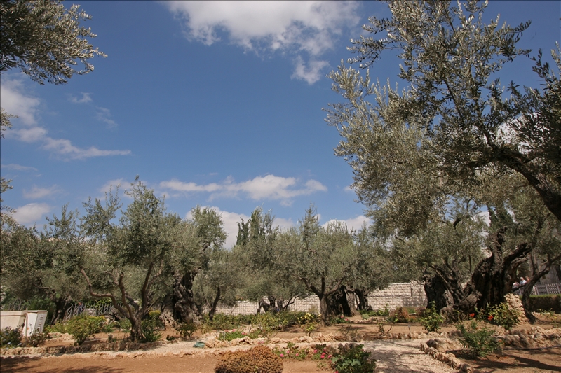 How Old Are The Olive Trees In The Garden Of Gethsemane Ray Downing