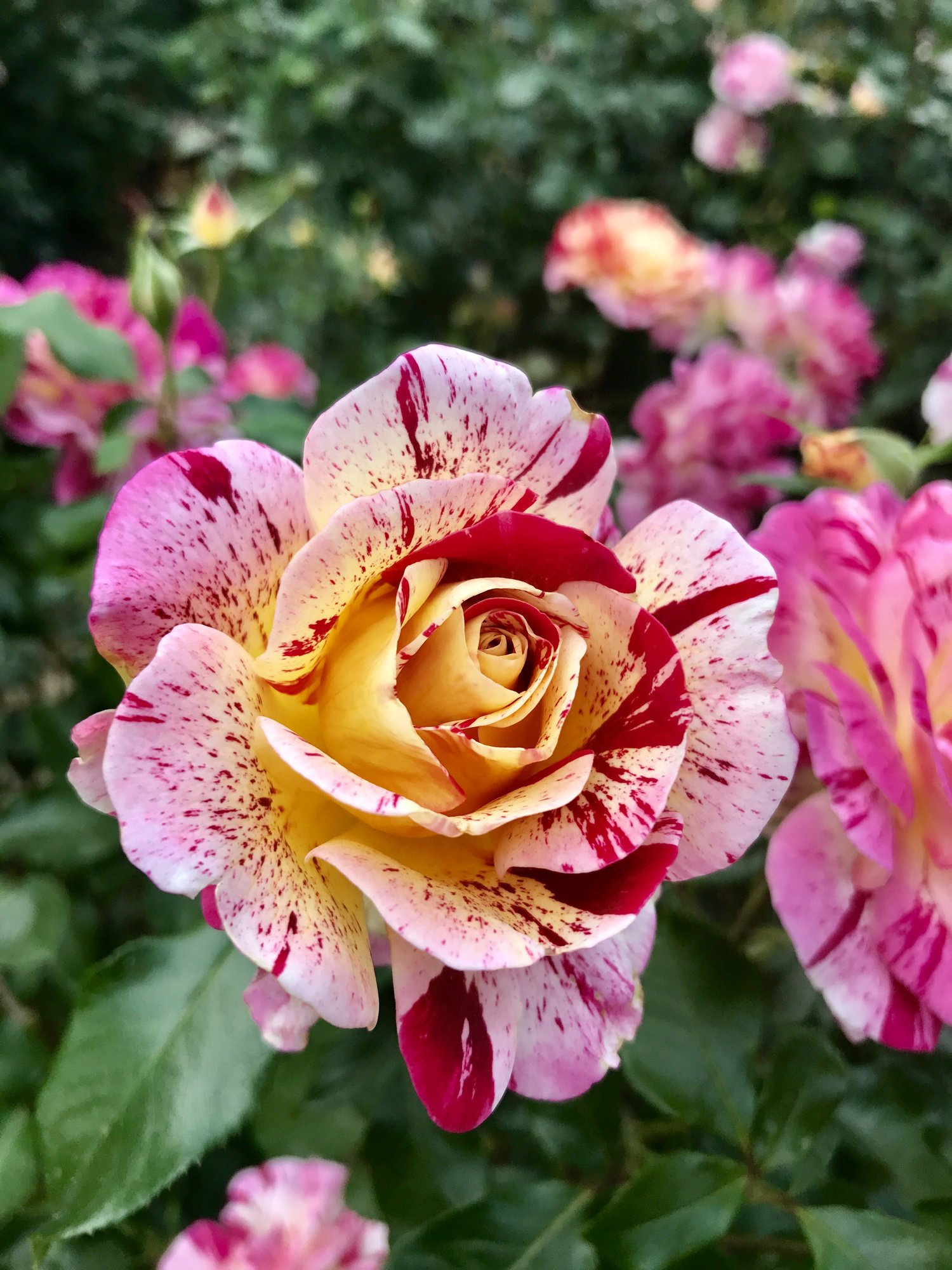 International Rose Test Garden Rhyann S Rad Ventures