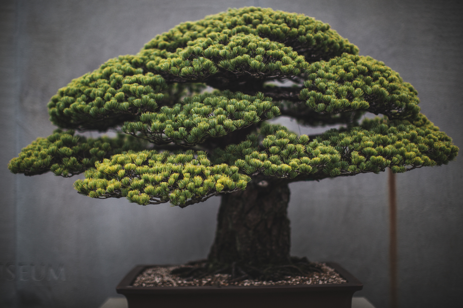 a new Bonsai photo book + photo of Japanese White Pine that survived Hiroshima ?format=1500w