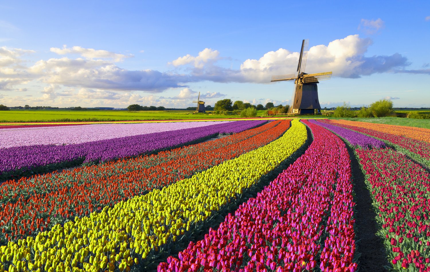 Holland Tulip Festival 2023 — American Classic Tours