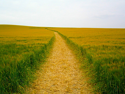 path through the fields